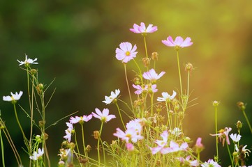 Close up pink cosmos flower  on outdoor garden park background with copy space. Floral border and frame for springtime or summer season.