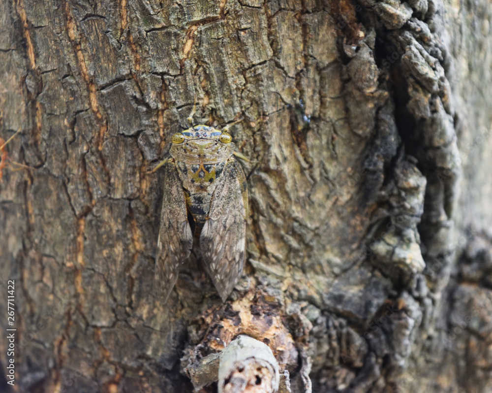 Cicada on brown tree trunk , Tropical Insects of Asia, Color and ...