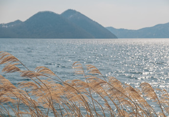 Wall Mural - 洞爺湖の湖岸（The shore of Lake Toya）