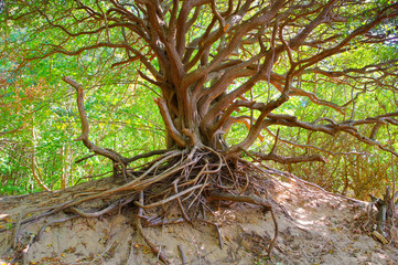 Poster - Baum auf der Duene, Hiddensee -  tree in the dunes on the island Hiddensee