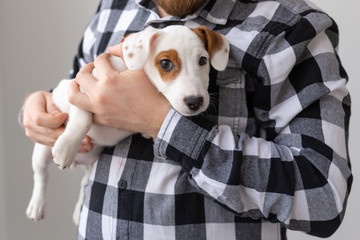 People and pet concept - Close up portrait of jack russell terrier puppy sitting on the man's hands