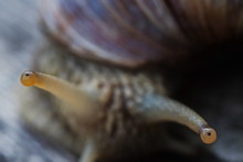 The Eyes Of A Burgundy Snail, Only The Eye In Focus
