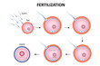 © olando - Process of human fertilization vector ESP10
