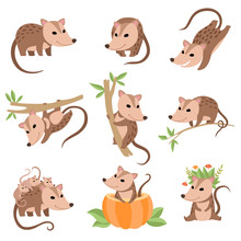 Cute Opossums Animals In Various Poses Set, Adorable Wild Animals Cartoon Characters Vector Illustration