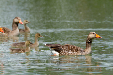 Wall Mural - wild goose river delta po natural park ferrara italy