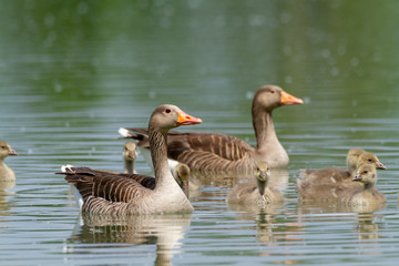 Wall Mural - wild goose river delta po natural park ferrara italy