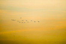 Birds Flying To Home On Sunset Sky Soft Cloud