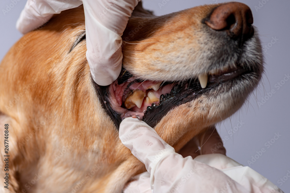 dental disease in a dog, dental stone - obrazy, fototapety, plakaty 