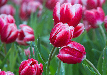 Wall Mural - Tulips are blooming in the planting field.