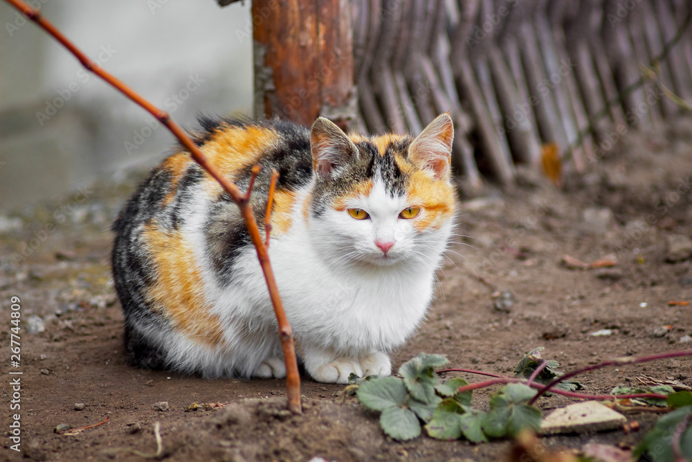 Cheap orange black and white cat on Sale