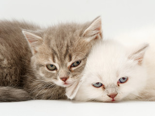 little funny kittens on a white background