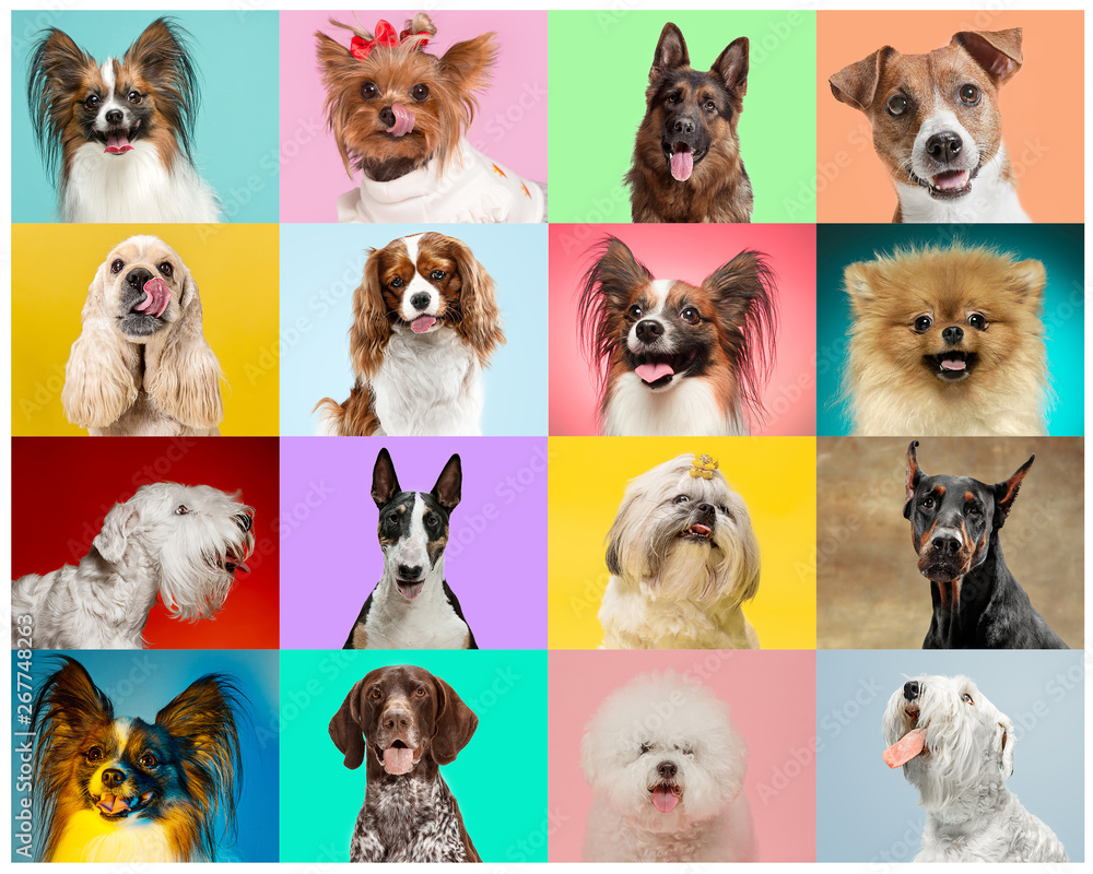 Little dogs are posing and looking in the camera. Cute doggies or pets are happy. The different purebred puppies. Creative collage isolated on multicolored studio background. Front view. - obrazy, fototapety, plakaty 