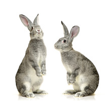 Orange Rabbit And Grey Rabbit On A White Background