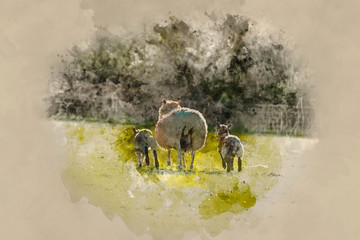 Watercolour painting of Beautiful landscape image of newborn Spring lambs and sheep in fields during late evening light