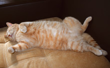Red Cat Laying On A Sofa. Fluffy Belly Furry Body. Domestic Chilling Adult Cat. Cute Pet Slipping At Home Sunny Light