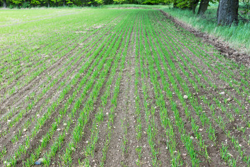 New plants to grow. Field in the springtime