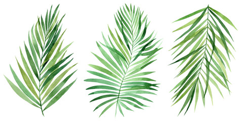 Set of tropical leaves. Jungle, botanical watercolor illustrations, floral elements, palm leaves, fern and others. Hand drawn watercolor set of Anthurium green leaves and home plant