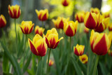 Fototapeta Tulipany - red tulips with yellow pattern bloom on a Sunny day in the Park on a background of green leaves
