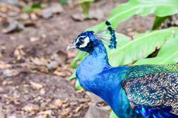 Chai nat Thailand December 26 2019 see birds at Chai NAT Bird Park is a place of chainat province. Bird cage is the biggest in Asia, covering an area of 26 hectares and contains various species birds.