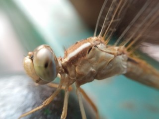 A picture of Dragonfly