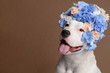 © Iulia - Portrait of white pitbull girl, wearing blue flower wreath in front of brown background. Funny smiling dog wearing floral wreath. Party concept. Copy Space