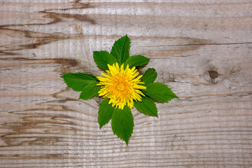 simple design, yellow dandelion flower raspberry, the concept of ecology