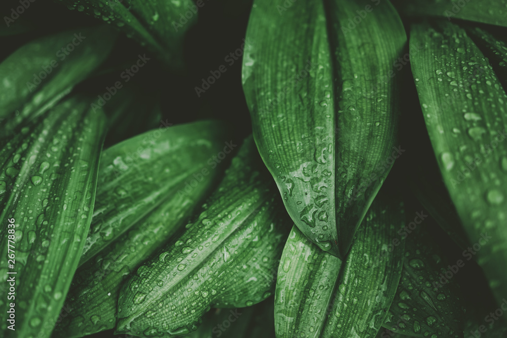 Tropical nature green leaf texture abstract background. - obrazy, fototapety, plakaty 
