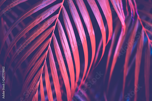 Copy space pink tropical palm tree on sky abstract background. Summer vacatio...