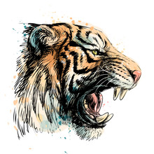 Sketchy Portrait Of A Tiger On A White Background. Watercolor Splashes.