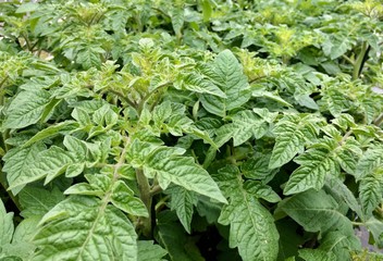 Wall Mural - tomato plants in the garden