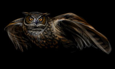 Wall Mural - long-eared owl in flight. color image on black background