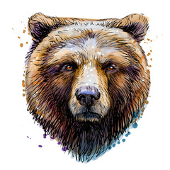sketchy colored portrait of a brown bear looking ahead against a white background.