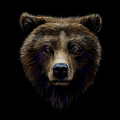 color portrait of a brown bear looking ahead against a black background.
