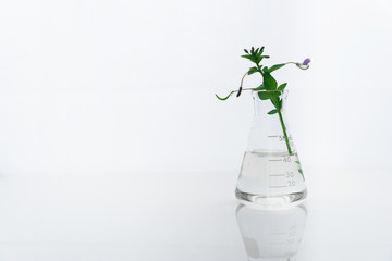 Wall Mural - glass flask with wild flower for medical health or cosmetic science research laboratory white backgr