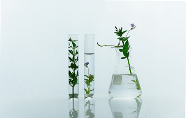 Wall Mural - glass flask and test tubes with green purple wild flower for medical health or cosmetic science rese