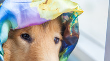 Cute Adorable Rough Collie Dog Is Covered By Colorful Silk, Satin Shawl Or Curtain And Hiding In It With Clever View