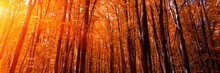 Banner 3:1. Autumn Treetops In Fall Forest. Sky And Sunlight Through The Autumn Tree Branches. Autumn Background. Copy Space. Soft Focus