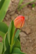 Wiosenny czerwony tulipan w pąku