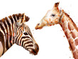© castecodesign - zebra and giraffe Vector watercolor. wildlife safari animals