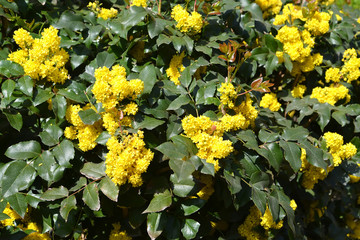 Wall Mural - Trailing mahonia (Mahonia aquifolium (Pursh) Nutt.). Blossoming