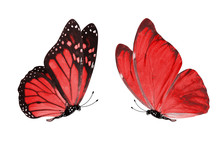 Beautiful Two Red Butterflies Isolated On White Background