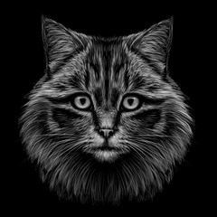 Wall Mural - black and white, monochrome, hand-drawn, multicolored portrait of a cat looking forward on a black b