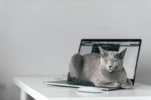 Beautiful Russian Blue Cat With Funny Emotional Muzzle Lying On Keayboard Of Notebook And Relaxing In Home Interior On Gray Background. Breeding Adorable Gray Kitten With Blue Eyes Resting On Laptop.