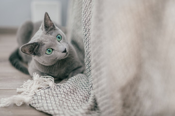 Wall Mural - Adorable russian blue cat with funny emotional muzzle and big blue eyes lifestyle portrait in home interior. Gray little playful breeding kitten waiting to play. Lovely active female kitty relaxing.