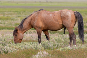 Wild Horse Stallion in Spring in Utah