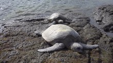 Green Turtles, Richardson Beach, Hilo, Big Island, Hawaii, USA