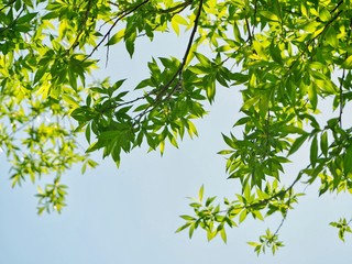 Wall Mural - Leaves against Sky