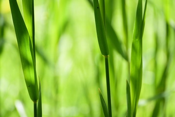  Łąkowa trawy trawy zieleni sztuka lekkiego światła słonecznego tła jaskrawej życzliwej natury makro- bokeh