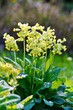 Primula veris , cowslip flower - flowers useful as background - springtime detail