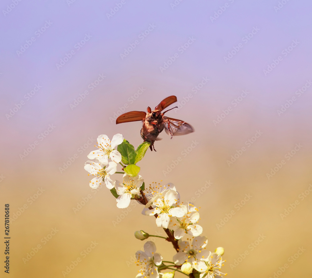 Sky Insect large insect May-bee flies spreading its wings over the branches of ...